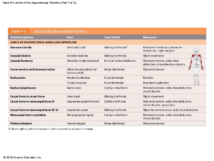 Table 9 -3 Joints of the Appendicular Skeleton (Part 1 of 2). © 2015 Table 9 -3 Joints of the Appendicular Skeleton (Part 1 of 2). © 2015