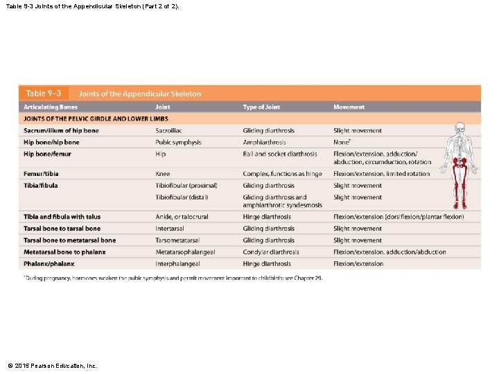 Table 9 -3 Joints of the Appendicular Skeleton (Part 2 of 2). © 2015 Table 9 -3 Joints of the Appendicular Skeleton (Part 2 of 2). © 2015