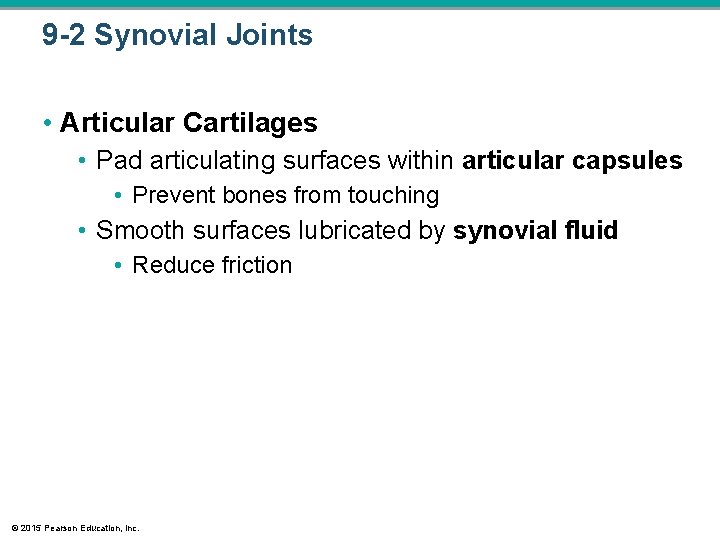 9 -2 Synovial Joints • Articular Cartilages • Pad articulating surfaces within articular capsules 9 -2 Synovial Joints • Articular Cartilages • Pad articulating surfaces within articular capsules