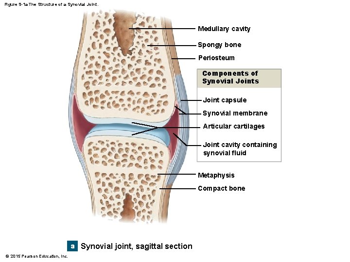 Figure 9 -1 a The Structure of a Synovial Joint. Medullary cavity Spongy bone Figure 9 -1 a The Structure of a Synovial Joint. Medullary cavity Spongy bone