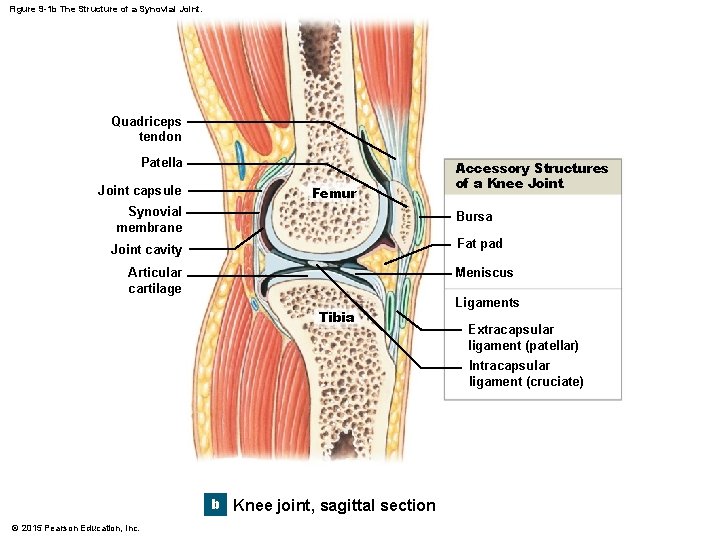 Figure 9 -1 b The Structure of a Synovial Joint. Quadriceps tendon Patella Joint Figure 9 -1 b The Structure of a Synovial Joint. Quadriceps tendon Patella Joint