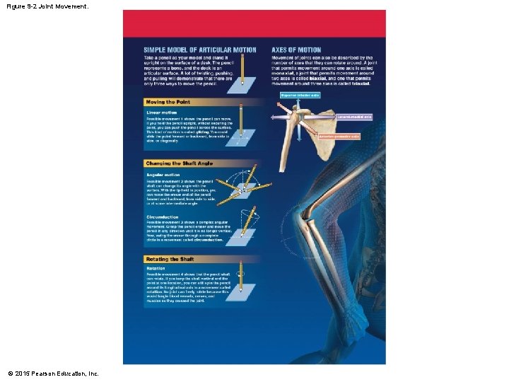 Figure 9 -2 Joint Movement. © 2015 Pearson Education, Inc. Figure 9 -2 Joint Movement. © 2015 Pearson Education, Inc.