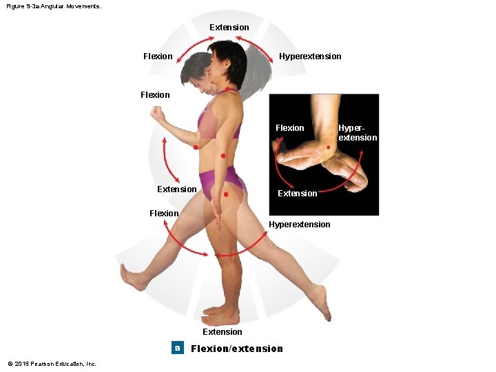 Figure 9 -3 a Angular Movements. Extension Flexion Hyperextension Flexion Extension Flexion Hyperextension Extension Figure 9 -3 a Angular Movements. Extension Flexion Hyperextension Flexion Extension Flexion Hyperextension Extension