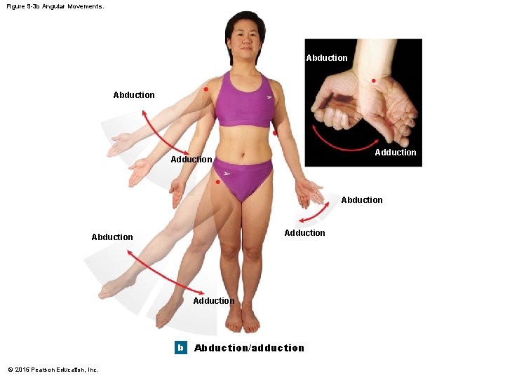 Figure 9 -3 b Angular Movements. Abduction Adduction b © 2015 Pearson Education, Inc. Figure 9 -3 b Angular Movements. Abduction Adduction b © 2015 Pearson Education, Inc.