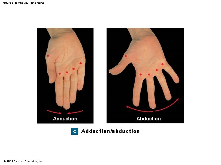 Figure 9 -3 c Angular Movements. Adduction c © 2015 Pearson Education, Inc. Abduction Figure 9 -3 c Angular Movements. Adduction c © 2015 Pearson Education, Inc. Abduction