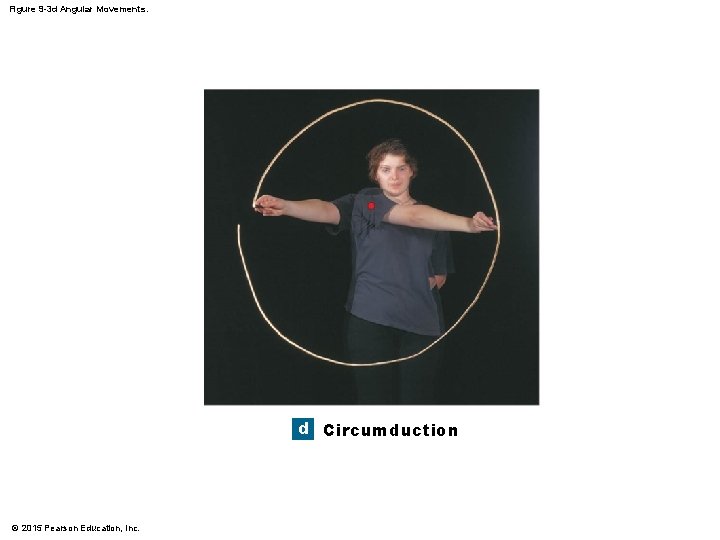Figure 9 -3 d Angular Movements. d Circumduction © 2015 Pearson Education, Inc. Figure 9 -3 d Angular Movements. d Circumduction © 2015 Pearson Education, Inc.