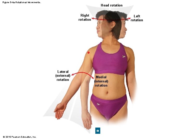 Figure 9 -4 a Rotational Movements. Head rotation Right rotation Lateral (external) rotation Left Figure 9 -4 a Rotational Movements. Head rotation Right rotation Lateral (external) rotation Left
