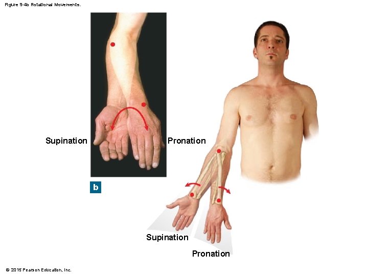 Figure 9 -4 b Rotational Movements. Pronation Supination b Supination Pronation © 2015 Pearson Figure 9 -4 b Rotational Movements. Pronation Supination b Supination Pronation © 2015 Pearson
