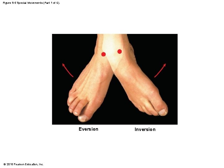 Figure 9 -5 Special Movements (Part 1 of 6). Eversion © 2015 Pearson Education, Figure 9 -5 Special Movements (Part 1 of 6). Eversion © 2015 Pearson Education,