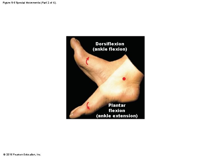 Figure 9 -5 Special Movements (Part 2 of 6). Dorsiflexion (ankle flexion) Plantar flexion Figure 9 -5 Special Movements (Part 2 of 6). Dorsiflexion (ankle flexion) Plantar flexion