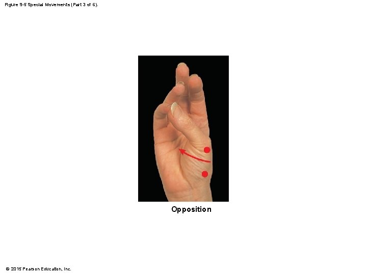 Figure 9 -5 Special Movements (Part 3 of 6). Opposition © 2015 Pearson Education, Figure 9 -5 Special Movements (Part 3 of 6). Opposition © 2015 Pearson Education,