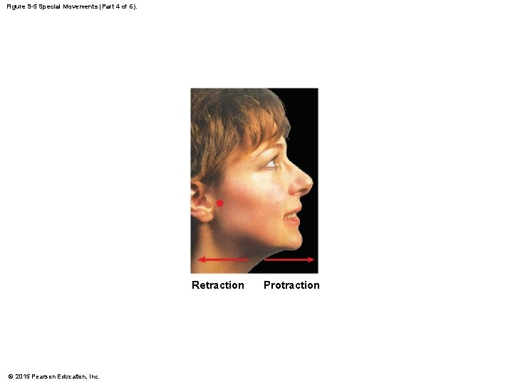 Figure 9 -5 Special Movements (Part 4 of 6). Retraction © 2015 Pearson Education, Figure 9 -5 Special Movements (Part 4 of 6). Retraction © 2015 Pearson Education,