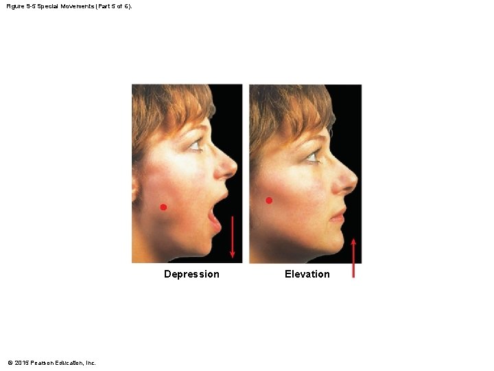 Figure 9 -5 Special Movements (Part 5 of 6). Depression © 2015 Pearson Education, Figure 9 -5 Special Movements (Part 5 of 6). Depression © 2015 Pearson Education,