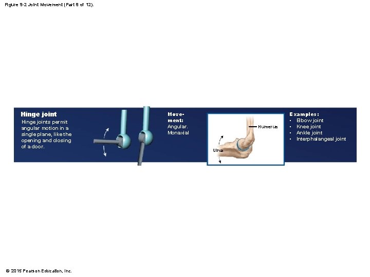Figure 9 -2 Joint Movement (Part 8 of 12). Hinge joints permit angular motion Figure 9 -2 Joint Movement (Part 8 of 12). Hinge joints permit angular motion