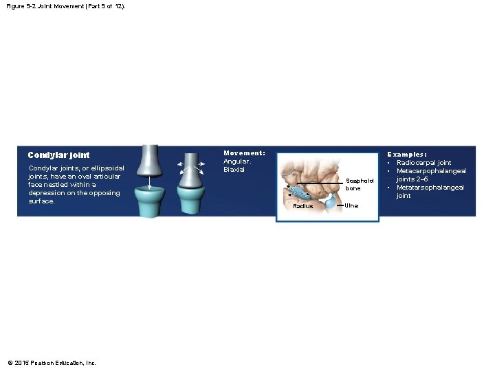 Figure 9 -2 Joint Movement (Part 9 of 12). Condylar joints, or ellipsoidal joints, Figure 9 -2 Joint Movement (Part 9 of 12). Condylar joints, or ellipsoidal joints,