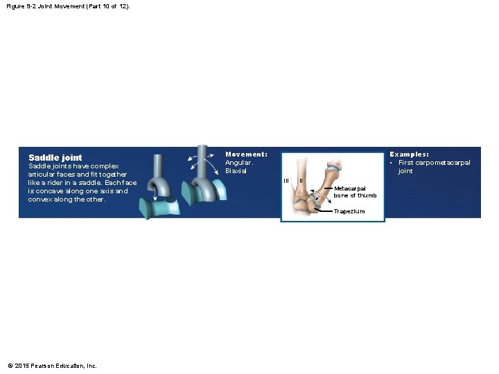 Figure 9 -2 Joint Movement (Part 10 of 12). Saddle joints have complex articular Figure 9 -2 Joint Movement (Part 10 of 12). Saddle joints have complex articular