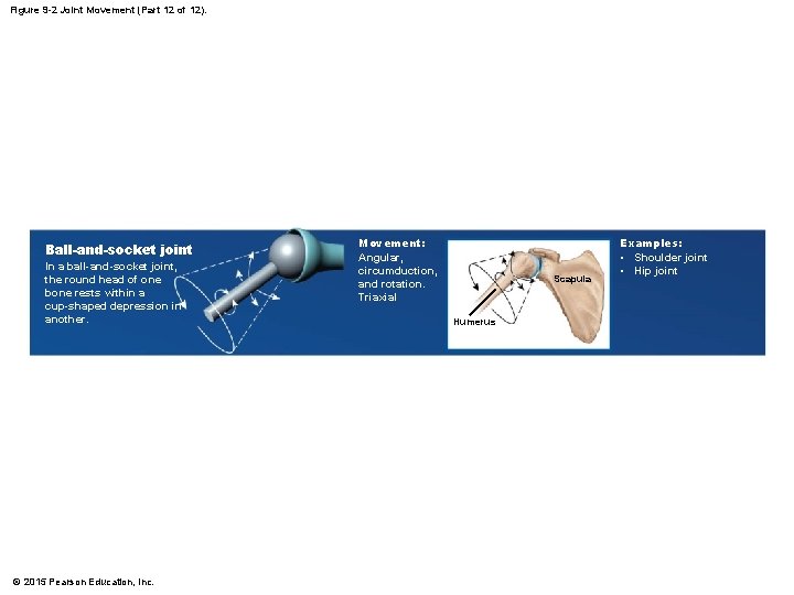 Figure 9 -2 Joint Movement (Part 12 of 12). Ball-and-socket joint In a ball-and-socket Figure 9 -2 Joint Movement (Part 12 of 12). Ball-and-socket joint In a ball-and-socket