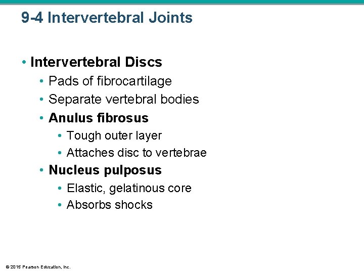 9 -4 Intervertebral Joints • Intervertebral Discs • Pads of fibrocartilage • Separate vertebral 9 -4 Intervertebral Joints • Intervertebral Discs • Pads of fibrocartilage • Separate vertebral