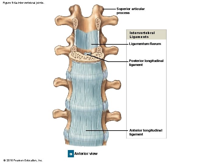 Figure 9 -6 a Intervertebral joints. Superior articular process Intervertebral Ligaments Ligamentum flavum Posterior Figure 9 -6 a Intervertebral joints. Superior articular process Intervertebral Ligaments Ligamentum flavum Posterior