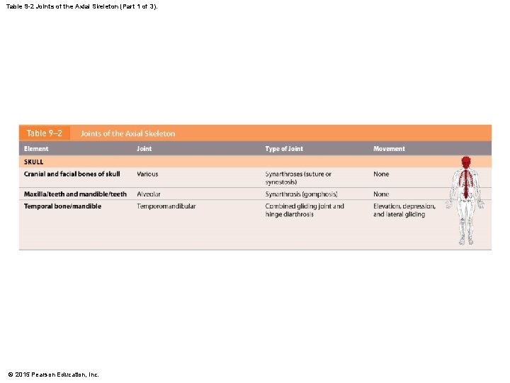 Table 9 -2 Joints of the Axial Skeleton (Part 1 of 3). © 2015 Table 9 -2 Joints of the Axial Skeleton (Part 1 of 3). © 2015