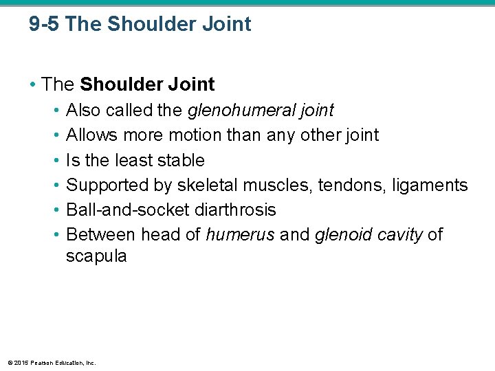 9 -5 The Shoulder Joint • • Also called the glenohumeral joint Allows more 9 -5 The Shoulder Joint • • Also called the glenohumeral joint Allows more