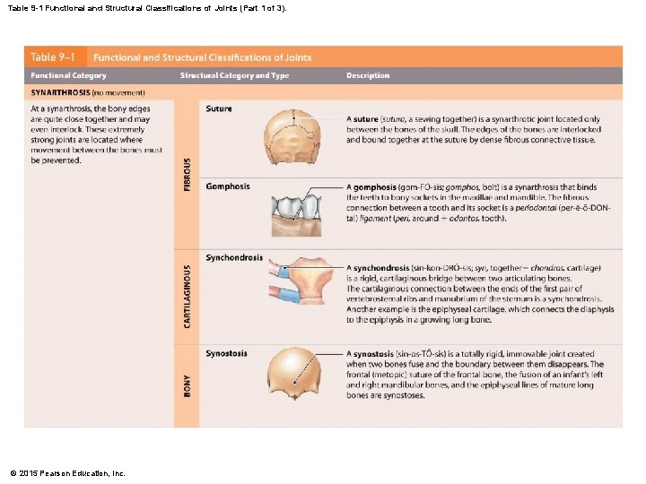 Table 9 -1 Functional and Structural Classifications of Joints (Part 1 of 3). © Table 9 -1 Functional and Structural Classifications of Joints (Part 1 of 3). ©
