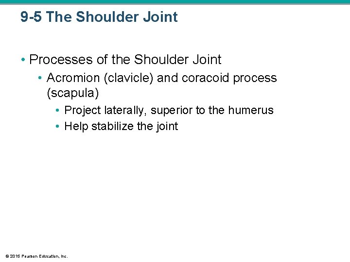 9 -5 The Shoulder Joint • Processes of the Shoulder Joint • Acromion (clavicle) 9 -5 The Shoulder Joint • Processes of the Shoulder Joint • Acromion (clavicle)