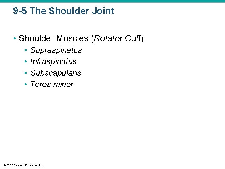 9 -5 The Shoulder Joint • Shoulder Muscles (Rotator Cuff) • • Supraspinatus Infraspinatus 9 -5 The Shoulder Joint • Shoulder Muscles (Rotator Cuff) • • Supraspinatus Infraspinatus