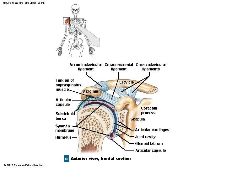 Figure 9 -7 a The Shoulder Joint. Acromioclavicular Coracoacromial Coracoclavicular ligaments ligament Tendon of Figure 9 -7 a The Shoulder Joint. Acromioclavicular Coracoacromial Coracoclavicular ligaments ligament Tendon of