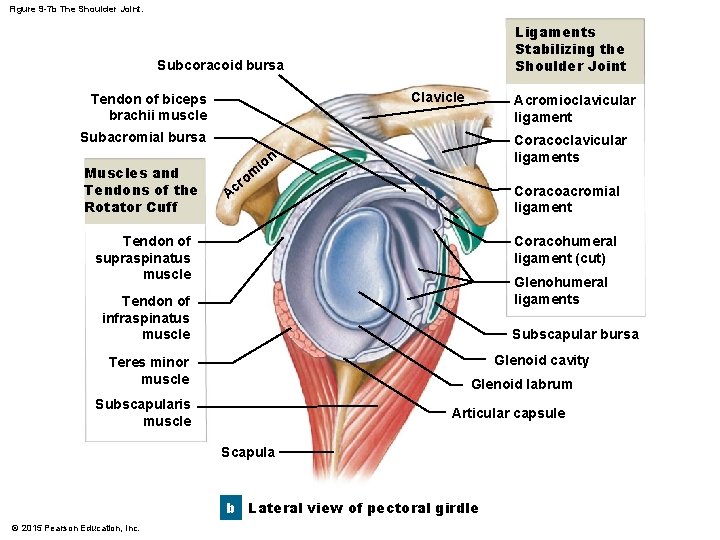 Figure 9 -7 b The Shoulder Joint. Ligaments Stabilizing the Shoulder Joint Subcoracoid bursa Figure 9 -7 b The Shoulder Joint. Ligaments Stabilizing the Shoulder Joint Subcoracoid bursa