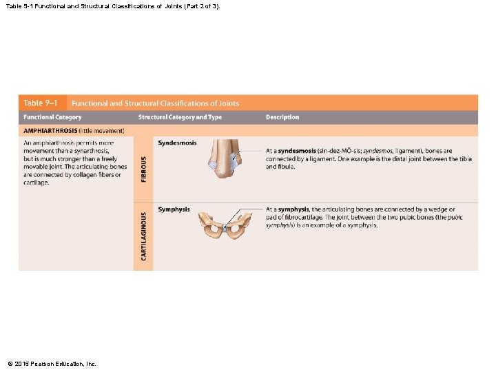 Table 9 -1 Functional and Structural Classifications of Joints (Part 2 of 3). © Table 9 -1 Functional and Structural Classifications of Joints (Part 2 of 3). ©