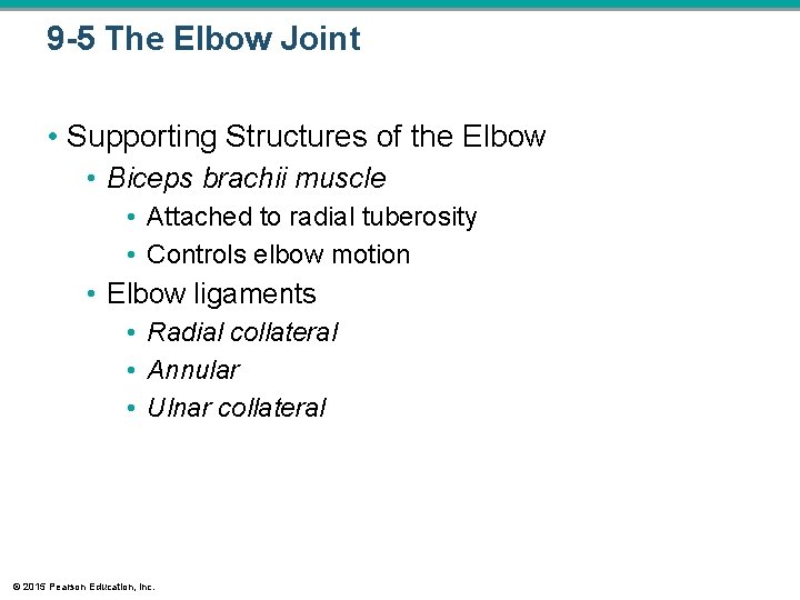 9 -5 The Elbow Joint • Supporting Structures of the Elbow • Biceps brachii 9 -5 The Elbow Joint • Supporting Structures of the Elbow • Biceps brachii