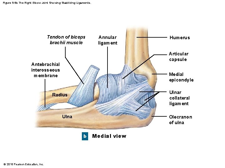 Figure 9 -8 b The Right Elbow Joint Showing Stabilizing Ligaments. Tendon of biceps Figure 9 -8 b The Right Elbow Joint Showing Stabilizing Ligaments. Tendon of biceps