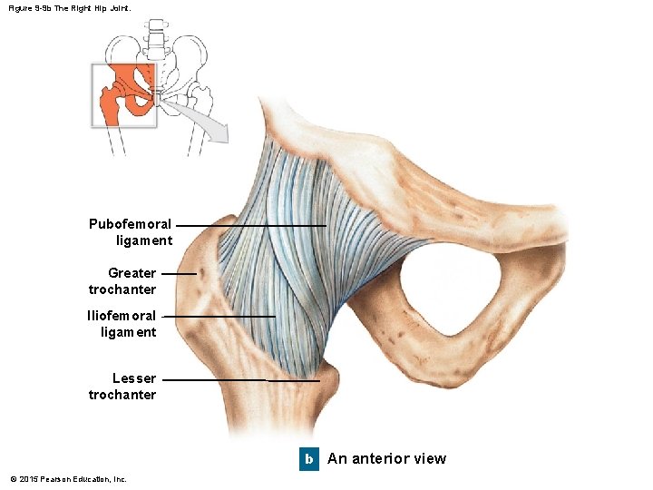 Figure 9 -9 b The Right Hip Joint. Pubofemoral ligament Greater trochanter Iliofemoral ligament Figure 9 -9 b The Right Hip Joint. Pubofemoral ligament Greater trochanter Iliofemoral ligament