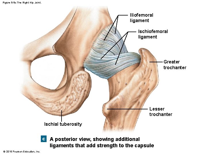 Figure 9 -9 c The Right Hip Joint. Iliofemoral ligament Ischiofemoral ligament Greater trochanter Figure 9 -9 c The Right Hip Joint. Iliofemoral ligament Ischiofemoral ligament Greater trochanter