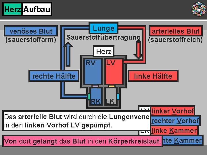 Herz Aufbau venöses Blut (sauerstoffarm) Lunge Sauerstoffübertragung arterielles Blut (sauerstoffreich) Herz RV LV rechte