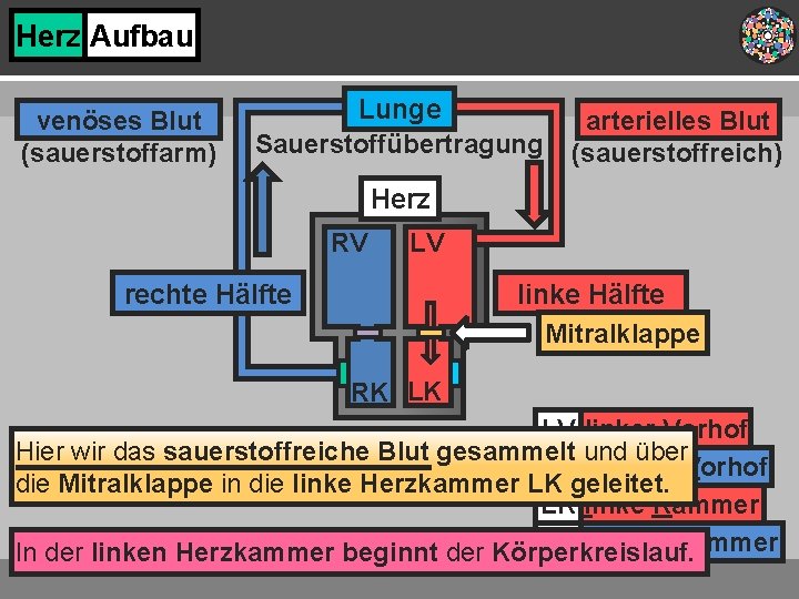Herz Aufbau venöses Blut (sauerstoffarm) Lunge Sauerstoffübertragung arterielles Blut (sauerstoffreich) Herz RV LV rechte