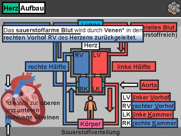 Herz Aufbau Lunge venöses Blut arterielles Blut Das sauerstoffarme. Sauerstoffübertragung Blut wird durch Venen*