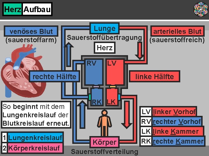 Herz Aufbau venöses Blut (sauerstoffarm) Lunge Sauerstoffübertragung Herz RV LV rechte Hälfte So beginnt