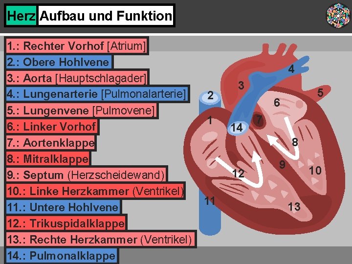 Herz Aufbau und Funktion 1. : Rechter Vorhof [Atrium] 2. : Obere Hohlvene 3.