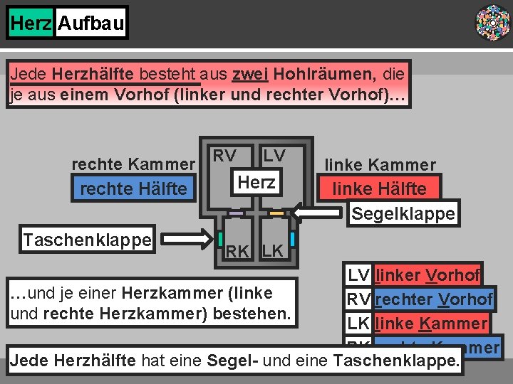 Herz Aufbau Jede Herzhälfte besteht aus zwei Hohlräumen, die je aus einem Vorhof (linker