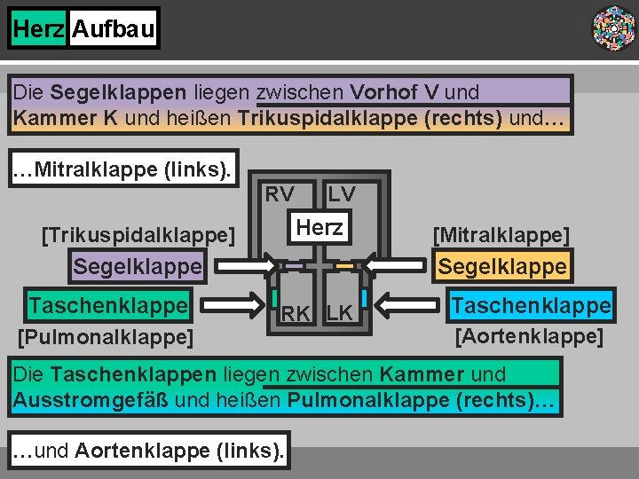 Herz Aufbau Die Segelklappen liegen zwischen Vorhof V und Kammer K und heißen Trikuspidalklappe