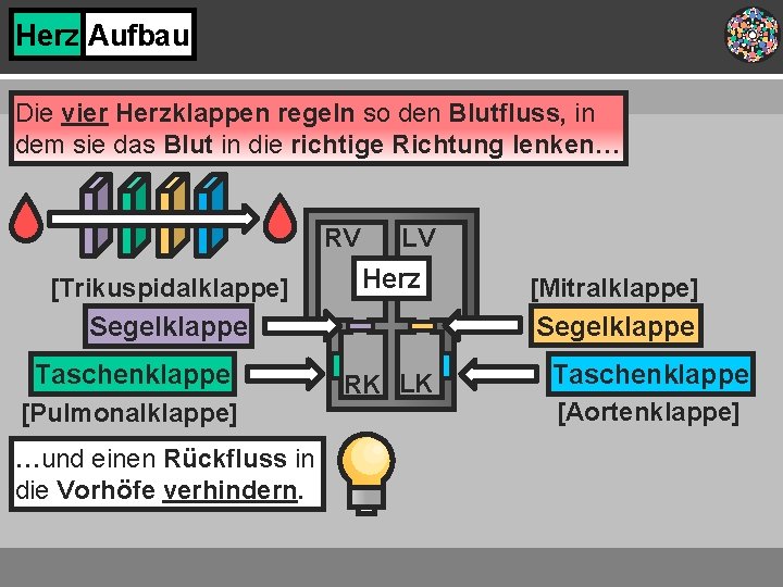 Herz Aufbau Die vier Herzklappen regeln so den Blutfluss, in dem sie das Blut