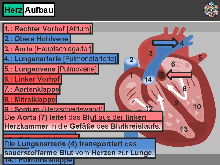 Herz Aufbau 1. : Rechter Vorhof [Atrium] 2. : Obere Hohlvene 4 3. :