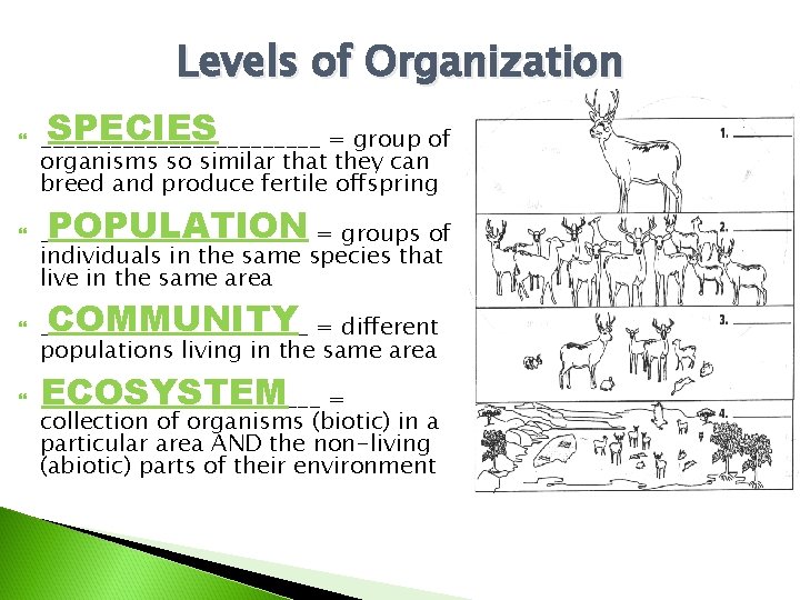 Levels of Organization SPECIES ____________ = group of organisms so similar that they can