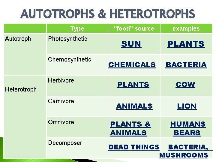 AUTOTROPHS & HETEROTROPHS Type Autotroph Photosynthetic “food” source examples SUN PLANTS CHEMICALS BACTERIA Herbivore