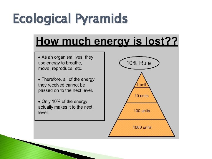 Ecological Pyramids 