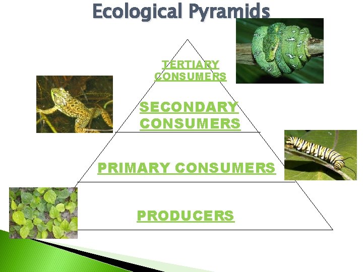 Ecological Pyramids TERTIARY CONSUMERS SECONDARY CONSUMERS PRIMARY CONSUMERS PRODUCERS 