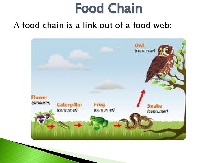 Food Chain A food chain is a link out of a food web: 