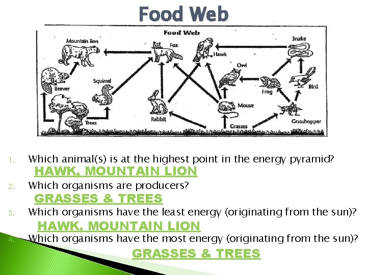 Food Web 1. Which animal(s) is at the highest point in the energy pyramid?